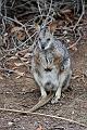 2007 05 06 Kangaroo Island 047-1_DXO